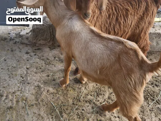 جدايه صخال البيع بصحه جيده العمر 7 اشهر