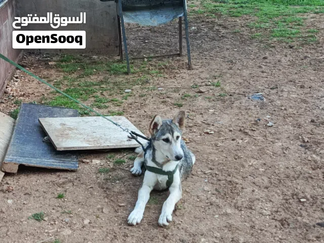 كلب هاسكي سيبيري