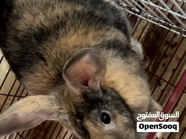 ارنب ذكر نوع هارلي كوين