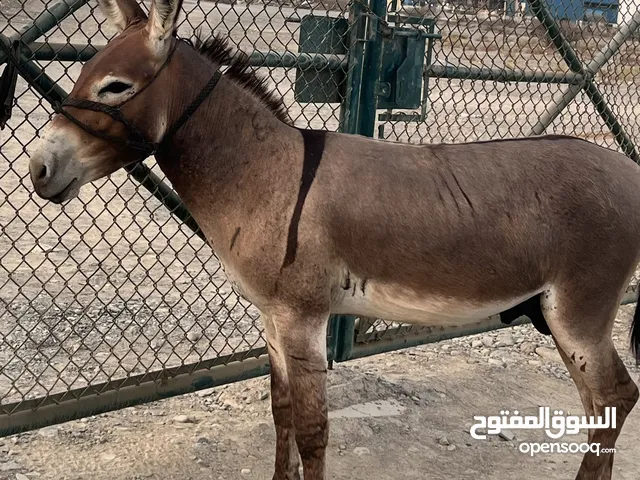 للبيع حمار 30 قابل شوف الوصل