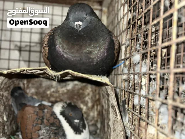 جوز حمام كنج اصلي شغال قاعد ع بيضتين التواصل ع سوق المفتوح
