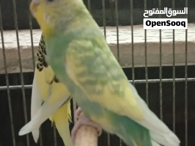انتى بقلينو للبيع