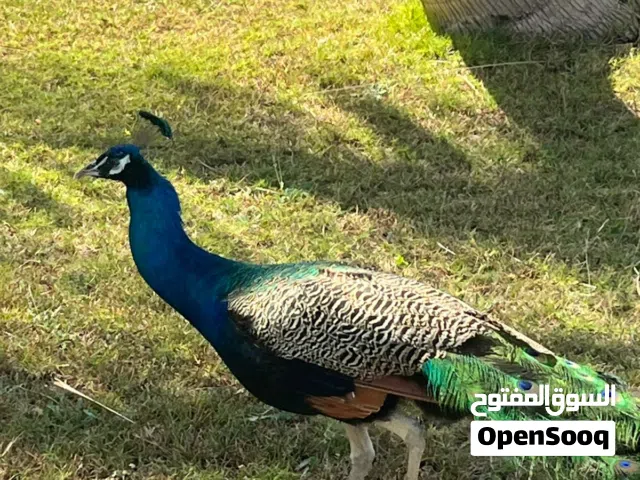 طاؤوس للبيع