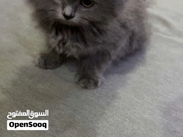 قط شيرازي للبيع صغير عمره اربع اشهر