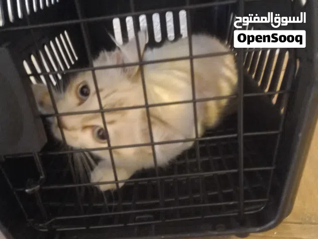 قطة تشارزي عرض بدل 150 دينار 90دينار لحقو العرض مع جميع أغراضها مع البوكس تبعها وبوكس التراب والتراب
