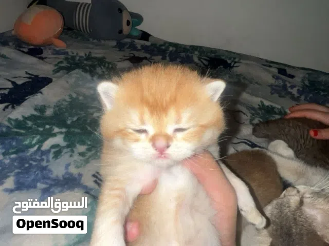 قطط سكوتش فولد