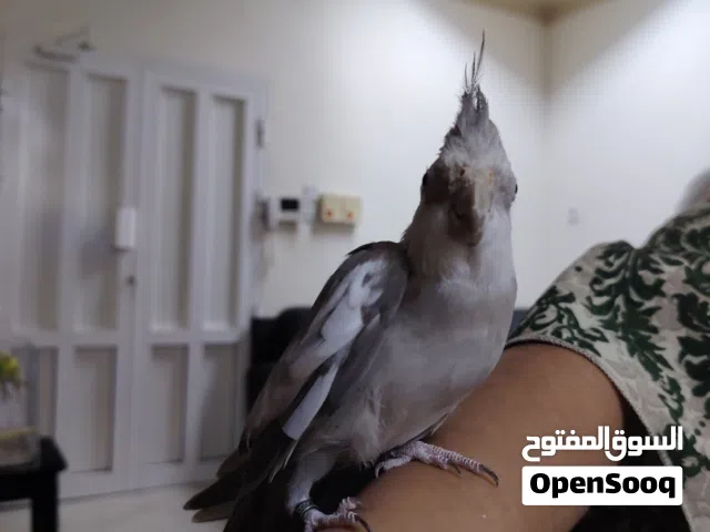 ببغاء الكوكتيل (الكروان)