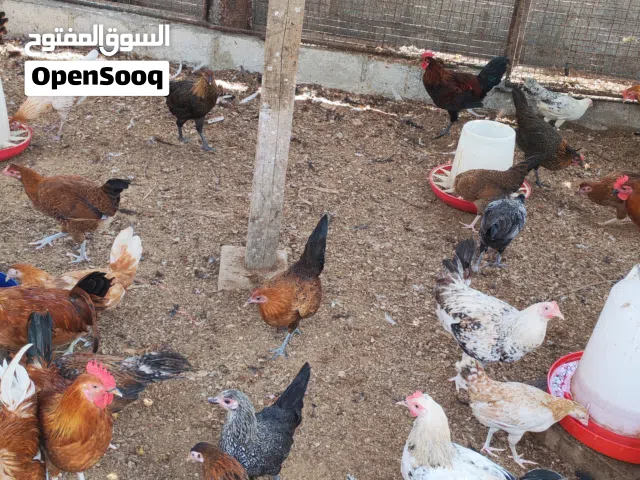 دواجن محلي  صلاله صيصان وكبار