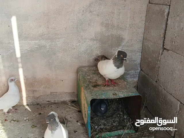 فحول وطواير للبيع