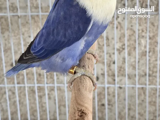 السلام عليكم ورحمة الله وبركاته متاح زوج غندور فيشر مع ثلاثة افراخ وبيت التكاثر السعر للكل 135 الف