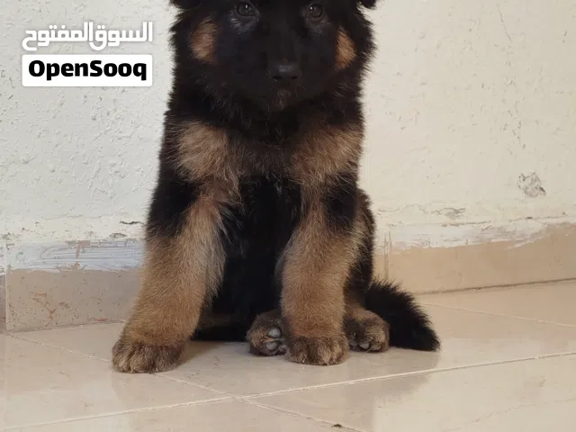 جيرمن شيبارد شو لاين