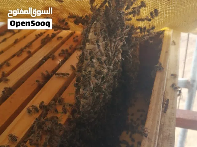 خلايا نحل عمانيه ممتازه