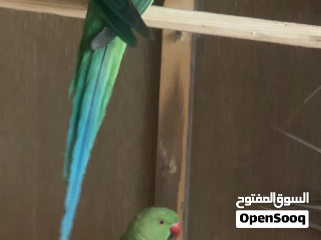 ببغاء درة هندي للبيع او مراوس 200 قفل كلش اقرة الوصف