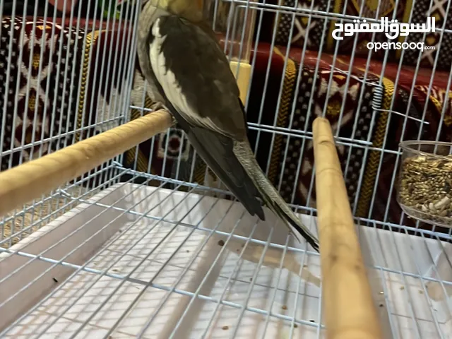 كروان اليف عمر 3 اشهر