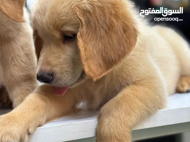 كلاب صغيره للبيع جولدن ريتيفير سلالة اصلية ومضمونة عمر 57يوم متاح ايضا شيتزو عمر 40يوم سلالة نادره