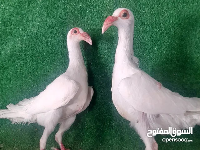 جوز مخاليف اول بطن