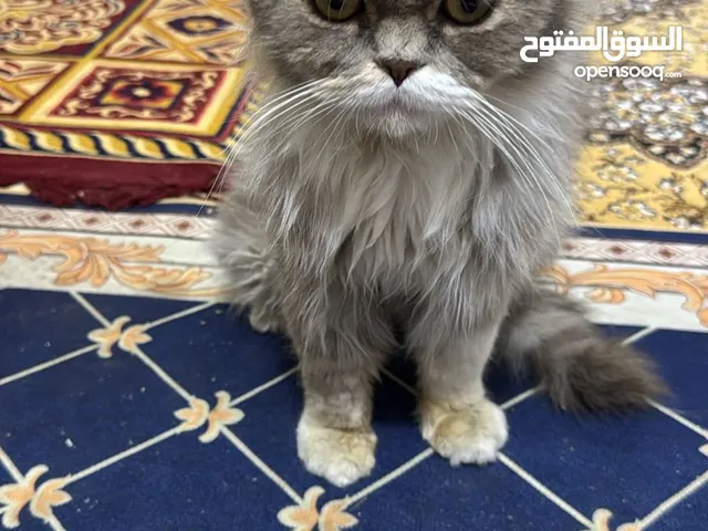 قط اليف لتبني