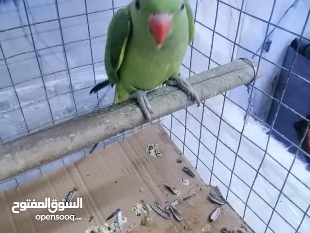 السلام عليكم ببغاء دره مخلف وكبير