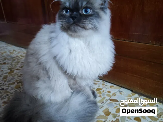 بزونه هملايا دول فيس ذكر العمر خمس اشهر  ذكي ولعوب ونشيط واليف ابد ماياذي يجي هو واغراضه