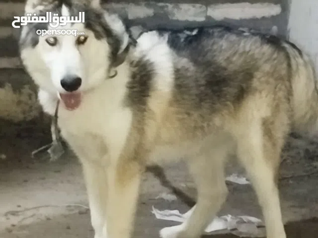 كلب كاسي للبيع هادء ليس مزعج وجويد لا يعوي ولا يزعج ويفهم اسمه دولار