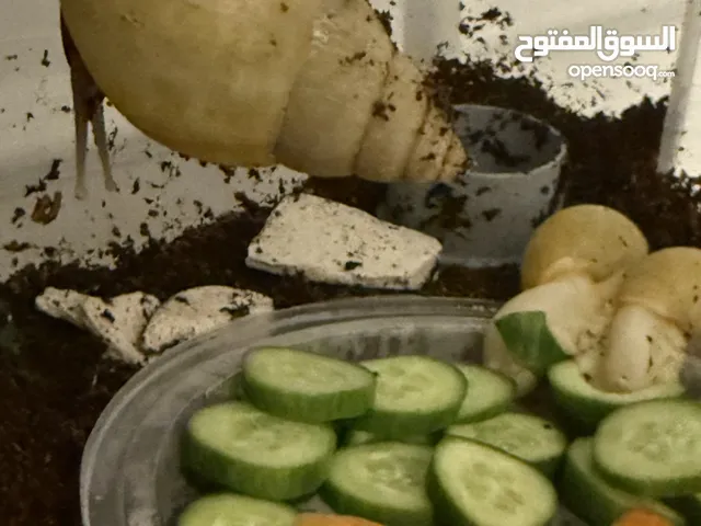 للبيع حلزونات 3 كبار عمرهم 7-8 شهور و 10 صغار عمرهم 4 شهور ( مافي خدمه توصيل )