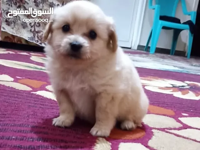 كلاب لولو للبيع