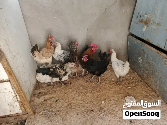 دجاج للبيع
