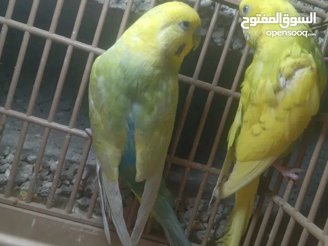 السلام عليكم متوفر بي فضل الله كوبيا بقلينوا  اقرا الوصف