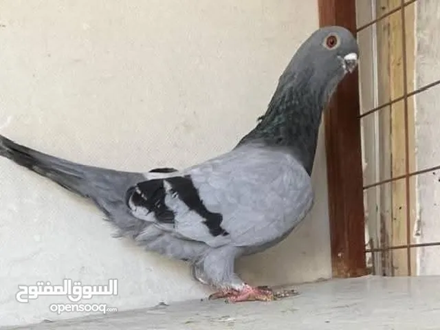 مطلوب طيرتين ملحيات سود