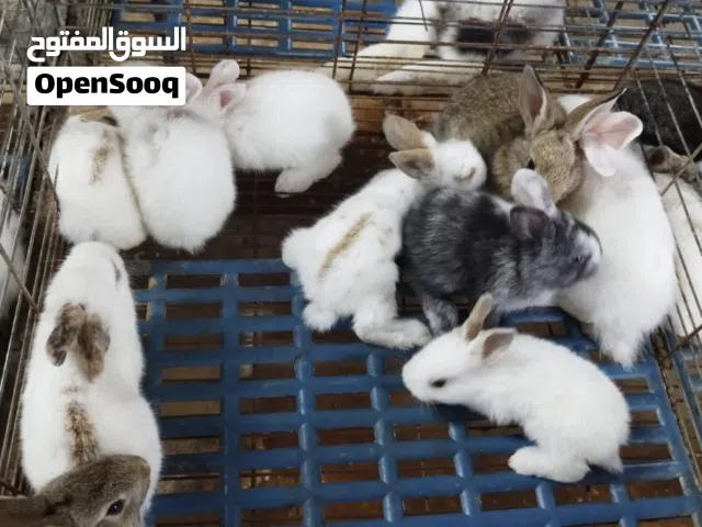 للبيع أرانب هولنديات