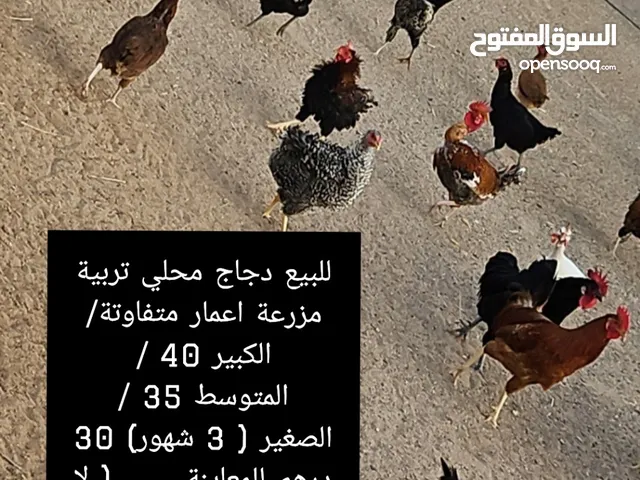 دجاج محلي للبيع تربية مزرعة