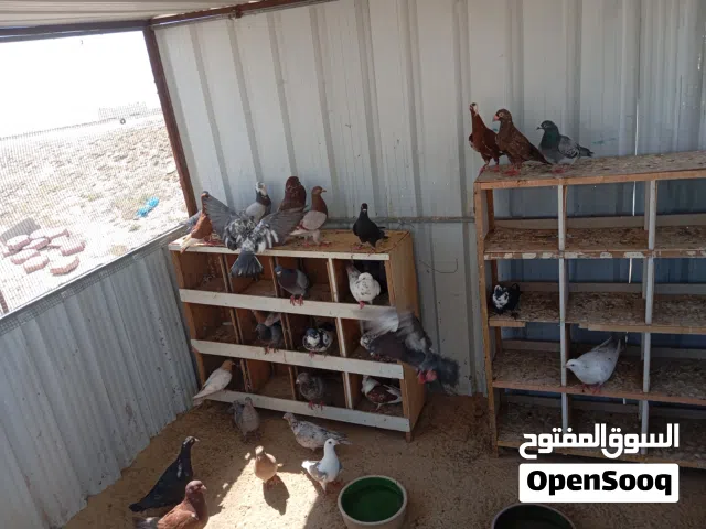 حمام 40 طير