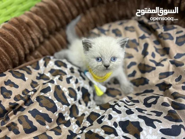 3 قطط صغيره هملايا مكس سكوتش فولد