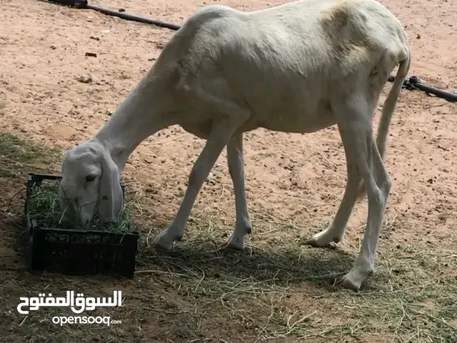 نعجة عشرا الله يبارك