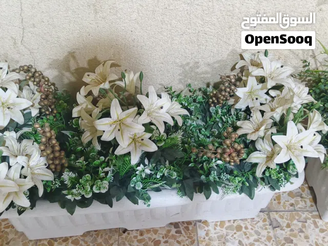 زهره اصطناعيه كلش قوه ونضيف