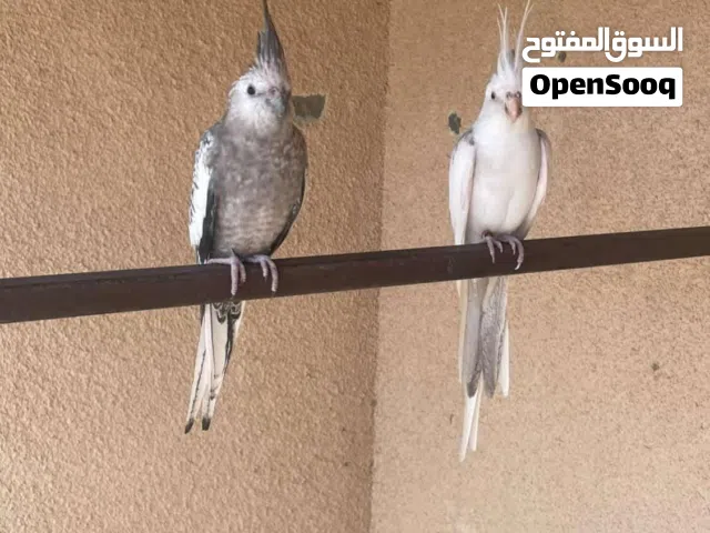 للبيع زوج ككتيل وايت فيس