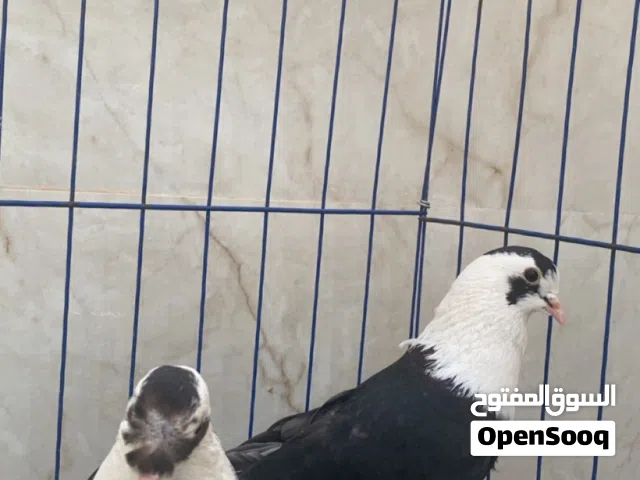 جوز شخاشلة و طيرتين