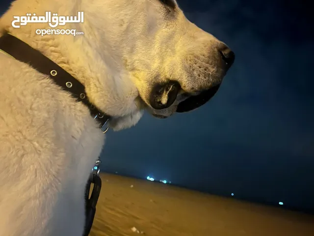 ذكر اللباي للبيع