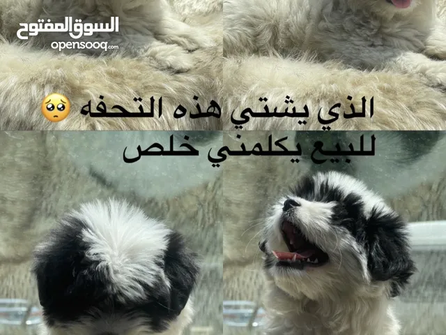 مالتيز للبيع