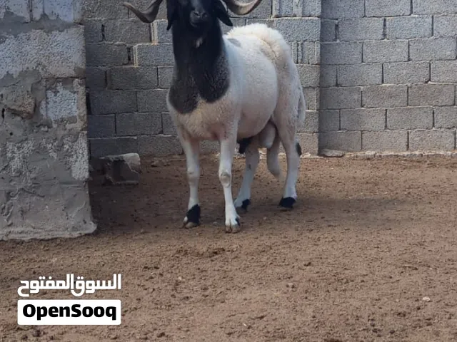 كبش غنم سنه رباع
