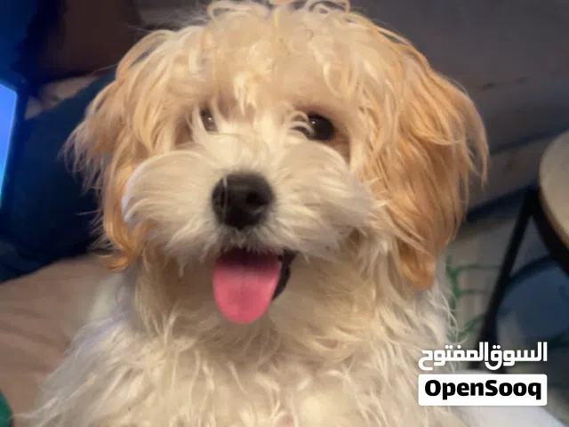 كلب مالتيبو