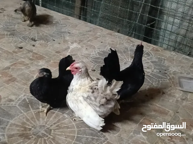 دجاج حب حب صيني