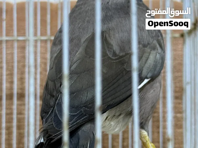طير مينا 250 للبيع