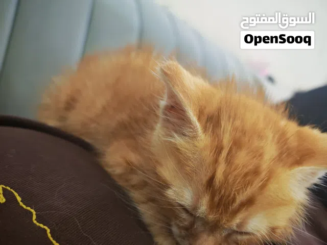 قط برتقالي  للتبني ذكر عمره شهر و اسبوع كلش لعوب و نظيف شرط الي ياخذه يعتني بيه آمانة و ذمه هل حيوان