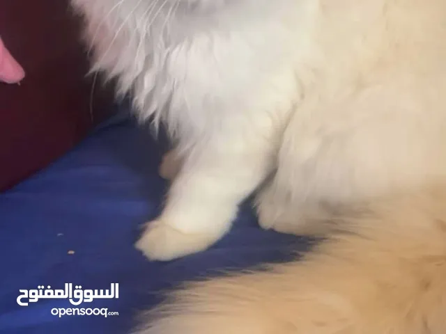 قط شيرازي للبيع