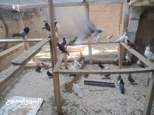 حمام للبيع نظيف شغال ما شاء الله تبارك الرحمن الله يطرح البركة لصاحب النصيب .......................