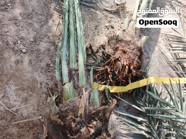 فسائل برحي جملة و مفرد