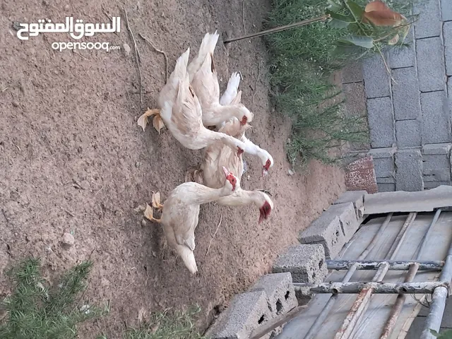 بط عربي أبيض للبيع///مصراتة
