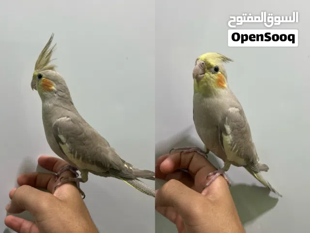للبيع كوكتيل اليف  عمره شهرين ونص  25 BD مع القفص