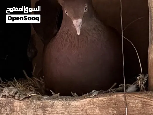 للبيع حمام رواعب